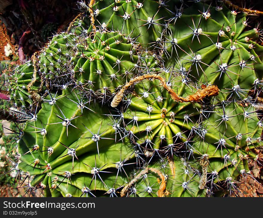 Macro photo with green cactus