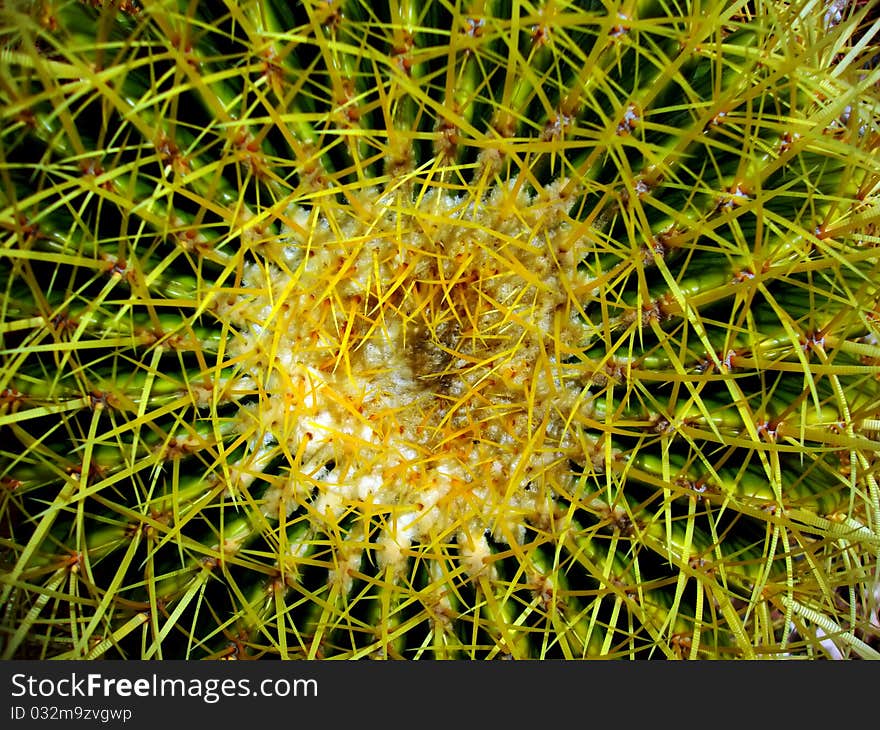 Macro photo with green cactus