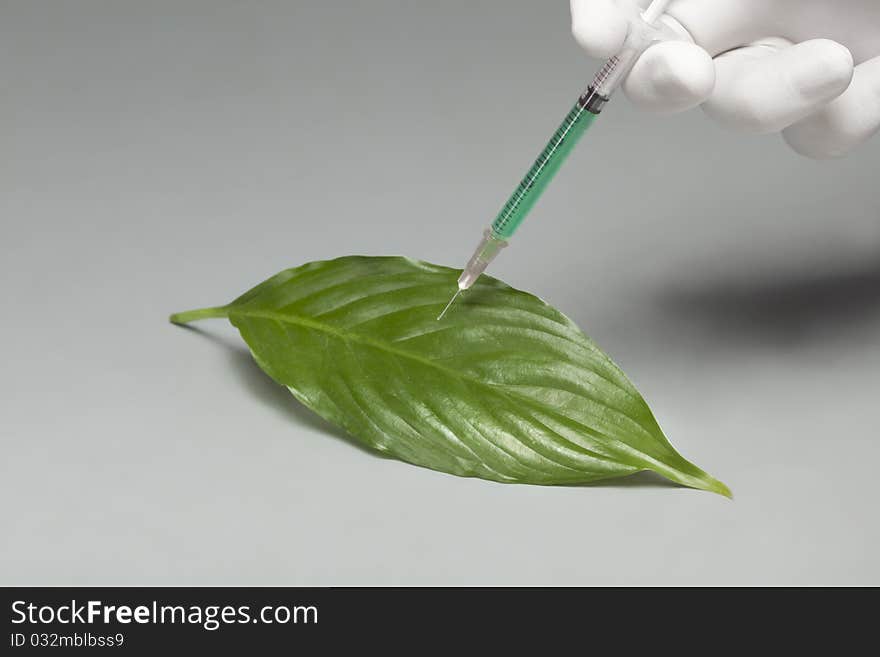 Green leaf gets a green substance injected from hand with gloves. Green leaf gets a green substance injected from hand with gloves