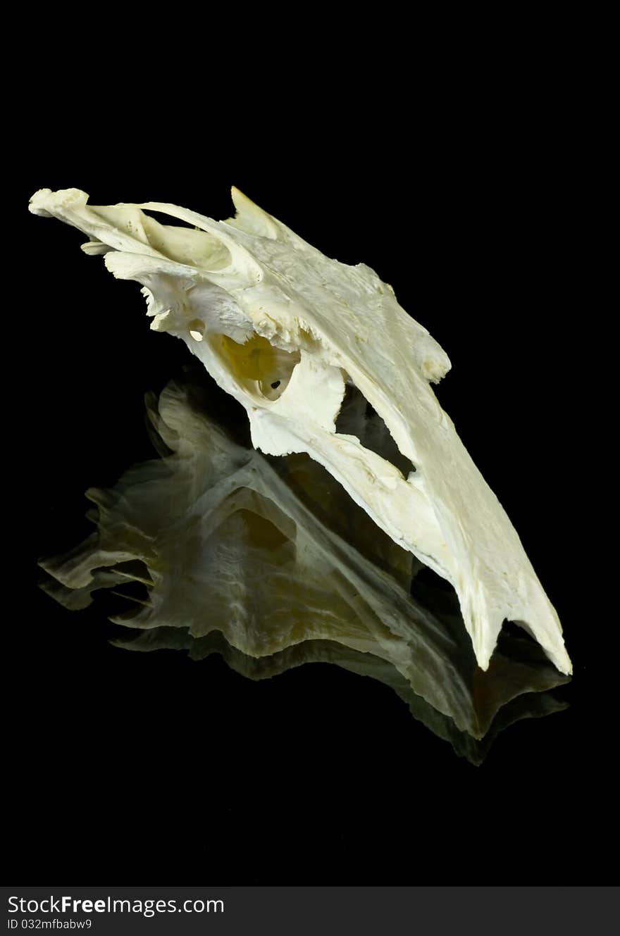 Closeup of a fish skull isolated on black background with reflections.