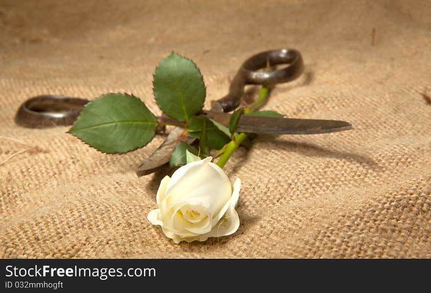 Old scissors and white rose on the jute. Old scissors and white rose on the jute