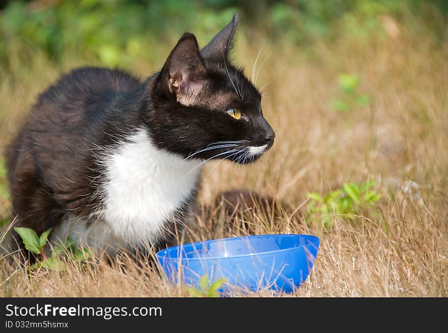 Portrait of a black cat with white moustaches