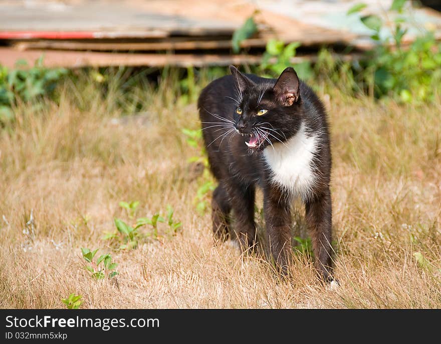 The black cat threatens uninvited visitors