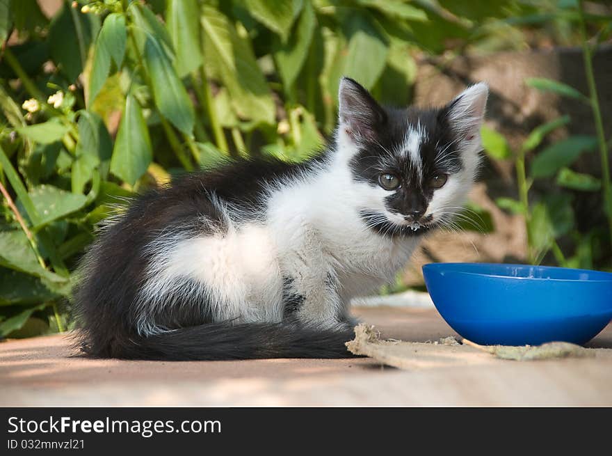 The kitten drinks milk from a bowl. The kitten drinks milk from a bowl