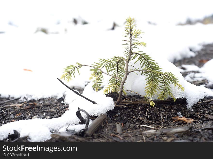 Small evergreen tree in the winter