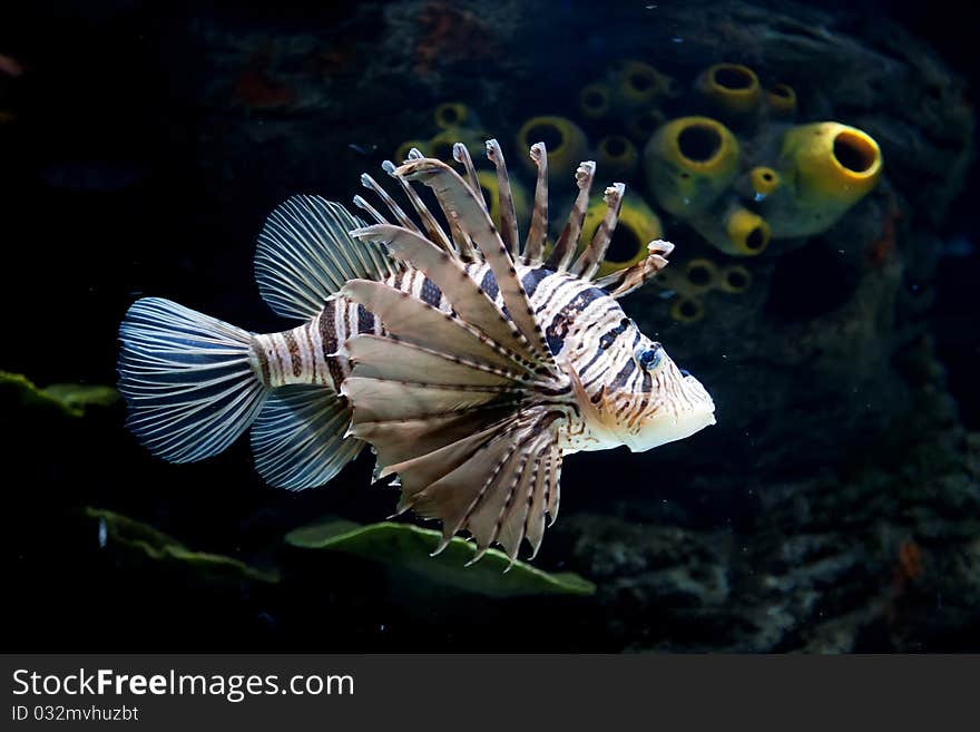 Lionfish