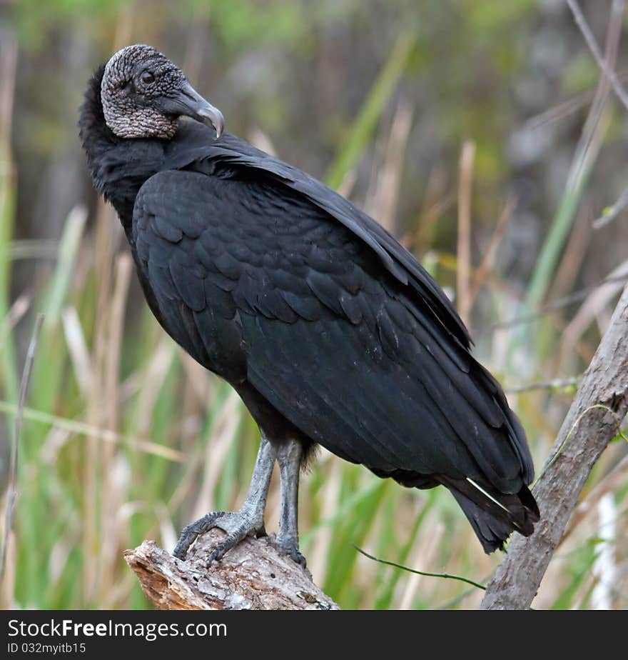 Black Vulture