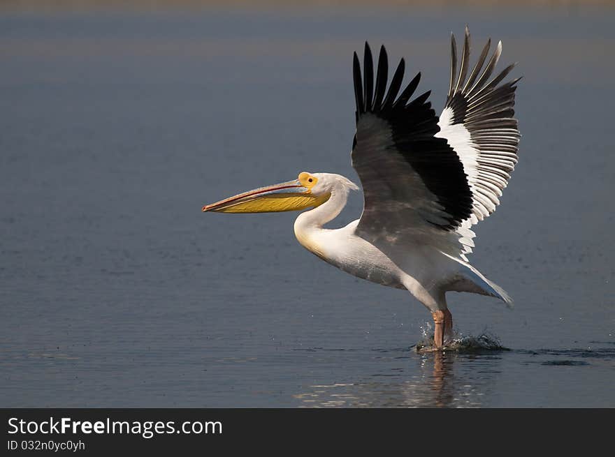 White Pelican Taking off