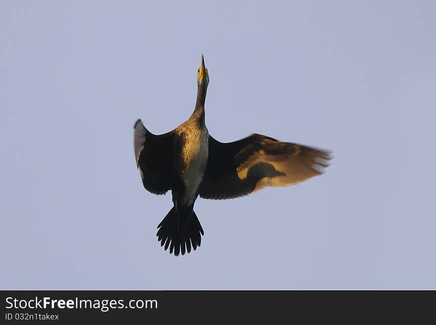 A cormorant in flight seen from below