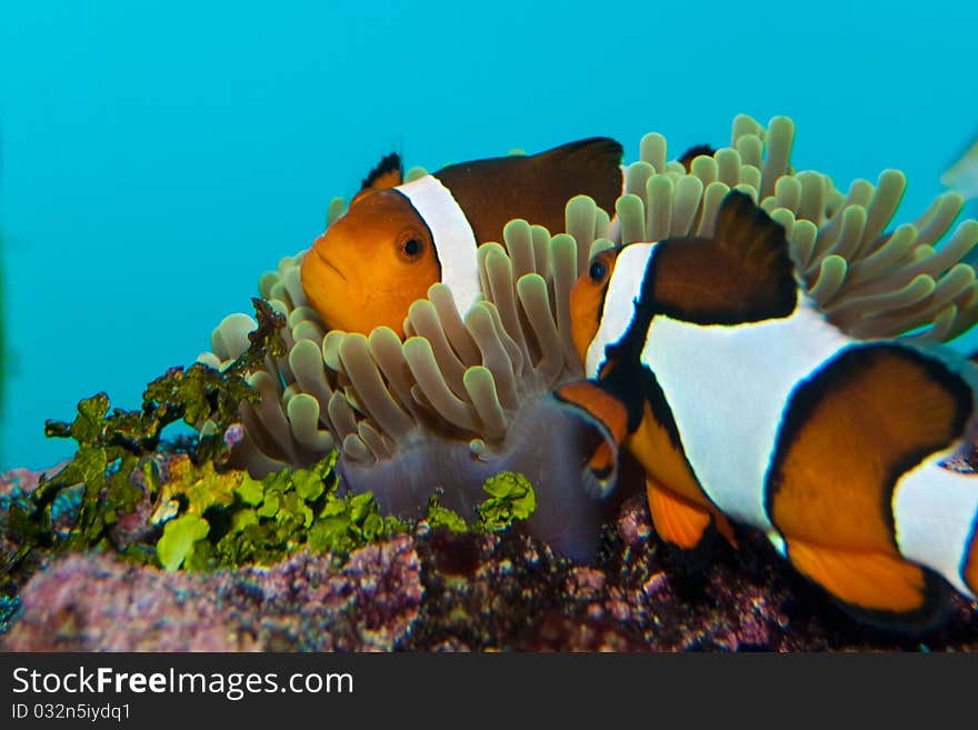 Clownfish or Anemonefish in Aquarium