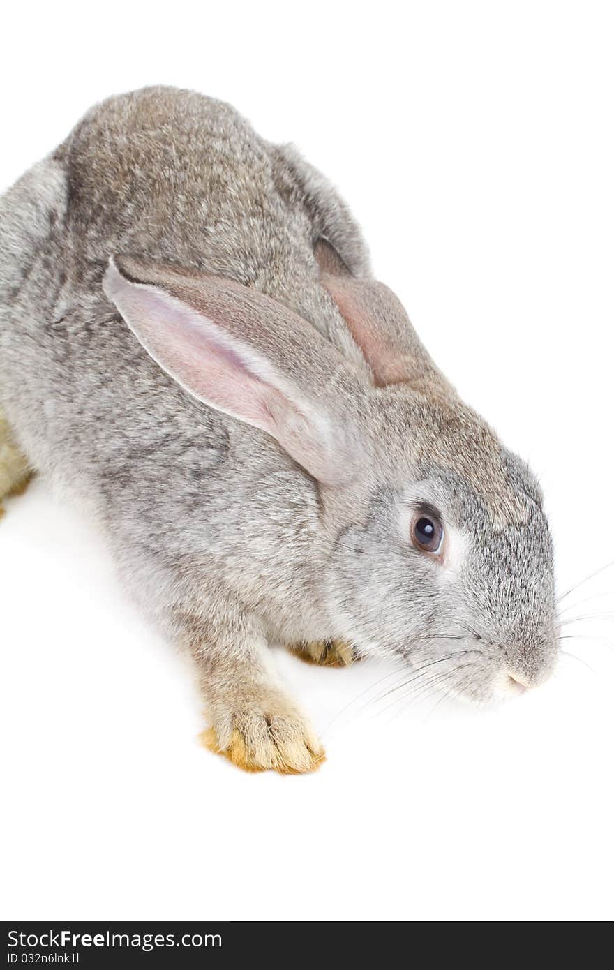 Close-up gray rabbit, isolated on white