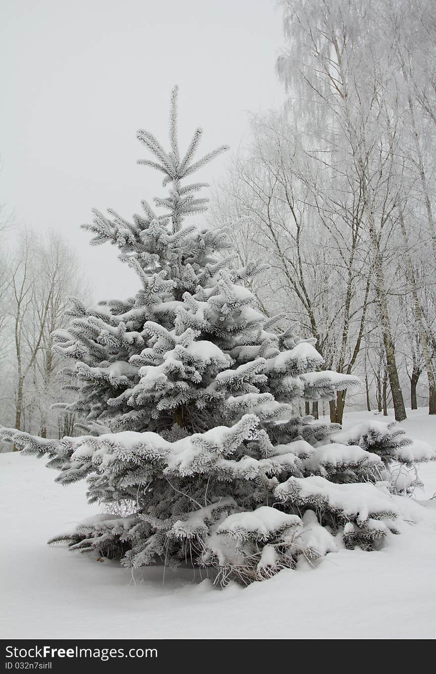 Fir tree covered with snow