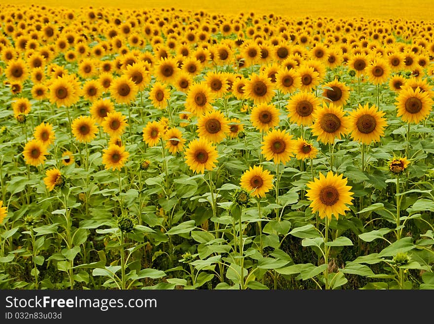 Sunflower Field