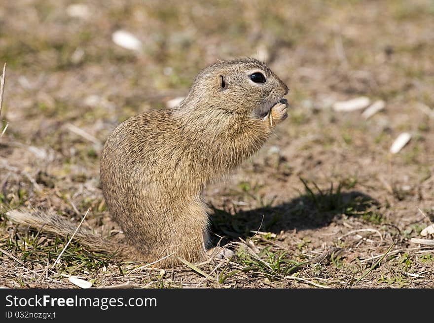 Souslik or European Ground Squirrel