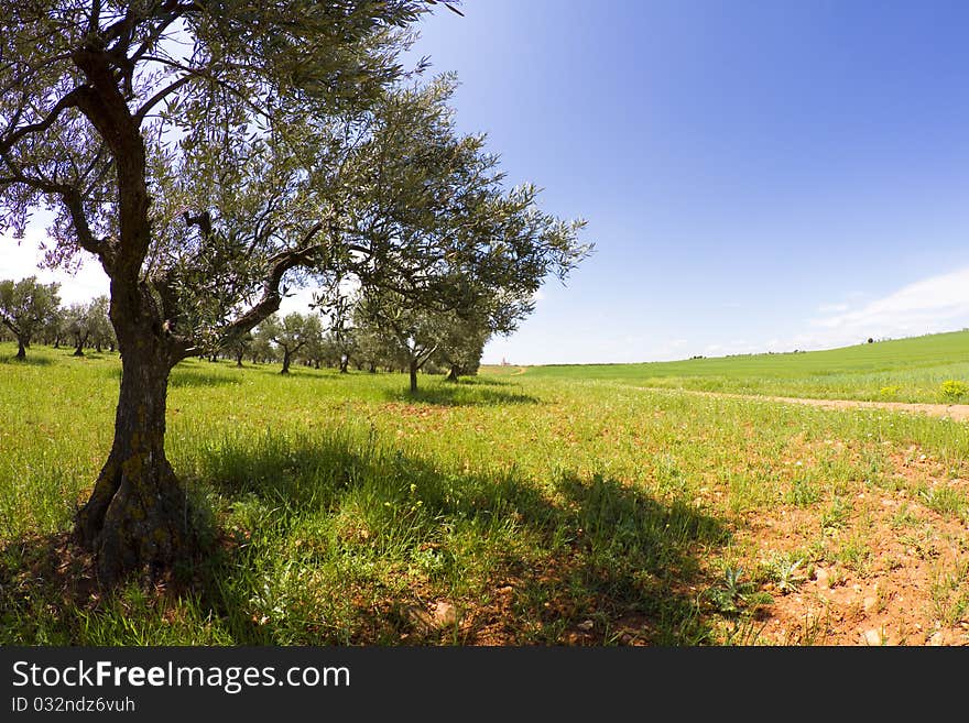 Field cultivation of olives, balsamic vinegar