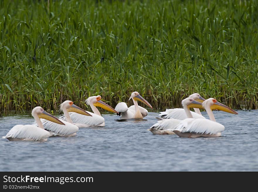 White Pelicans Flock