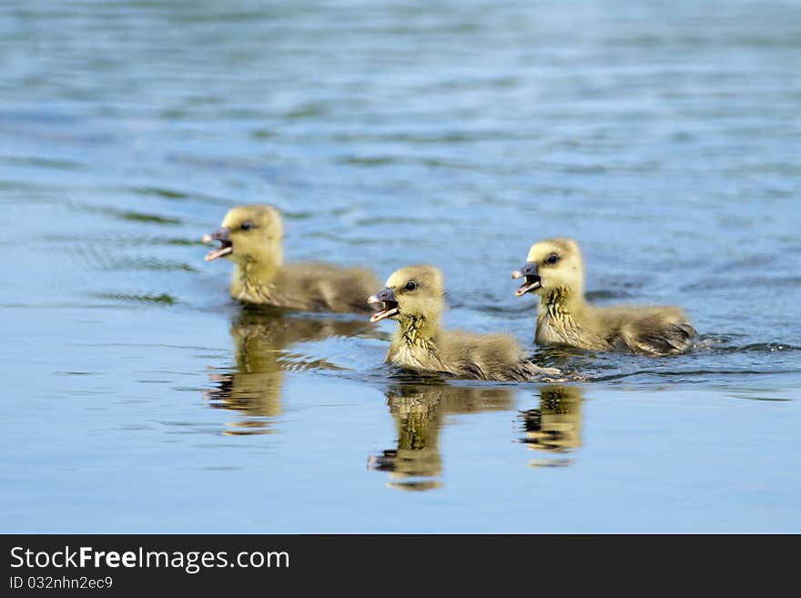 Greylag Goose Goslings