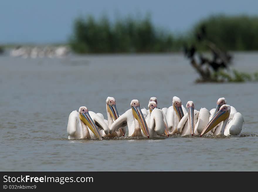 White Pelicans Flock