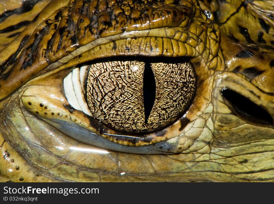 Cuvier's Dwarf Caiman Eye - detail