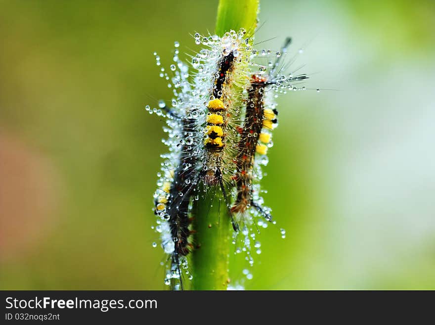 Caterpillar