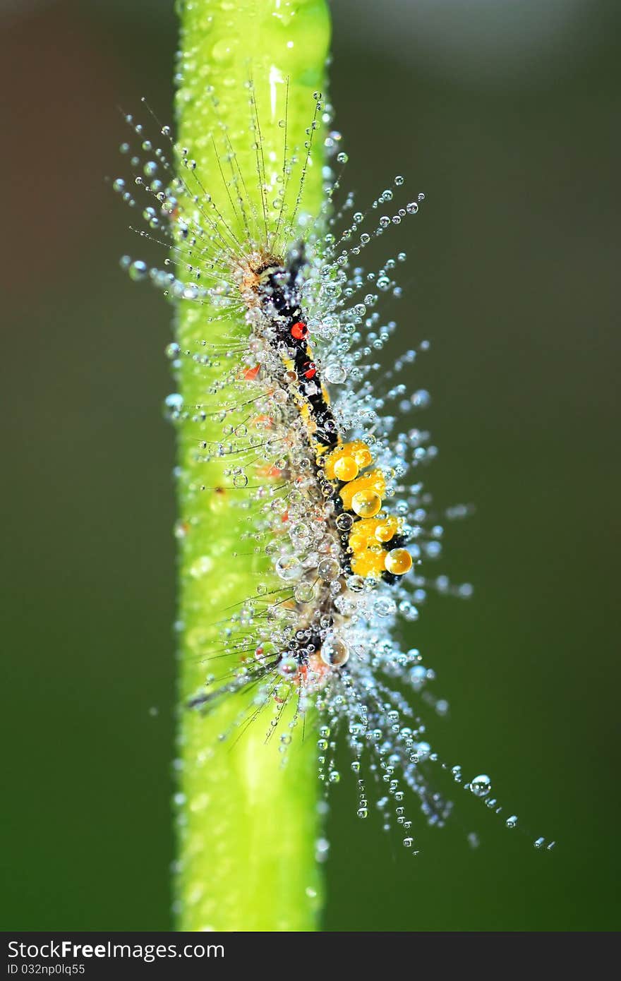 Caterpillar