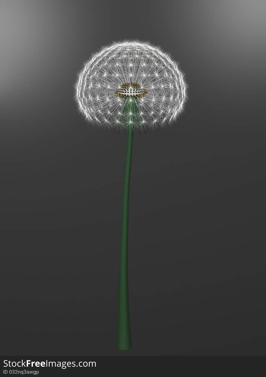 A dandelion on gray background