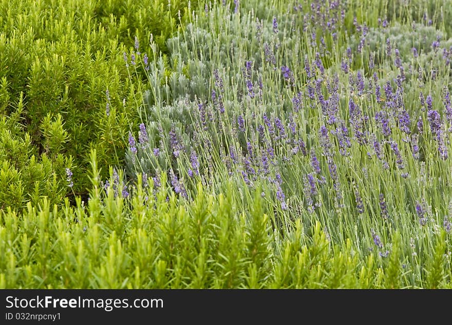 Lavender In The Grass With Rosemary