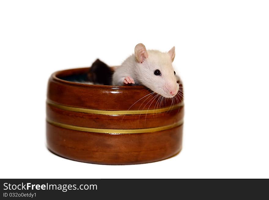 Cute Baby Rat Sitting In Jewelery Box