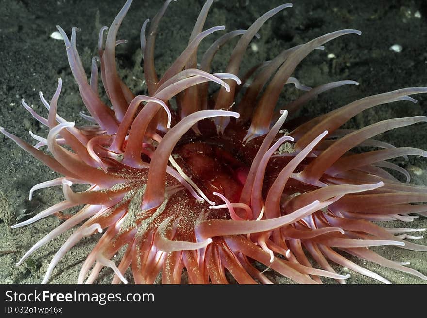 Sand Rose Anemone