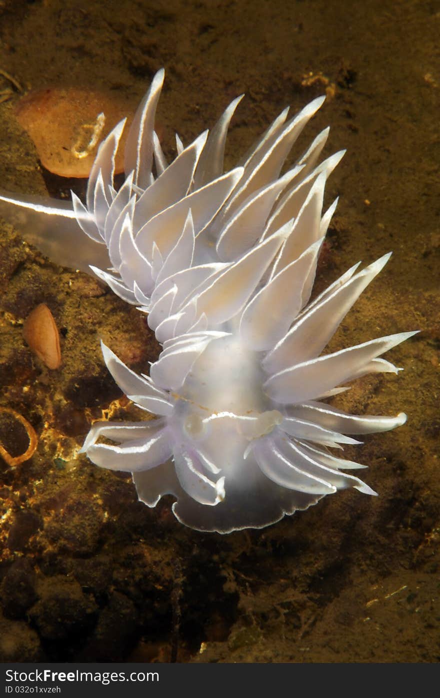 A alabaster dirona meanders along the ocean floor. A alabaster dirona meanders along the ocean floor.