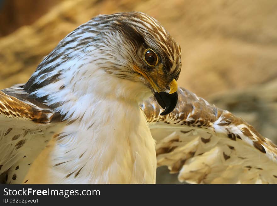 Close up isolated iamge of hawk in museum