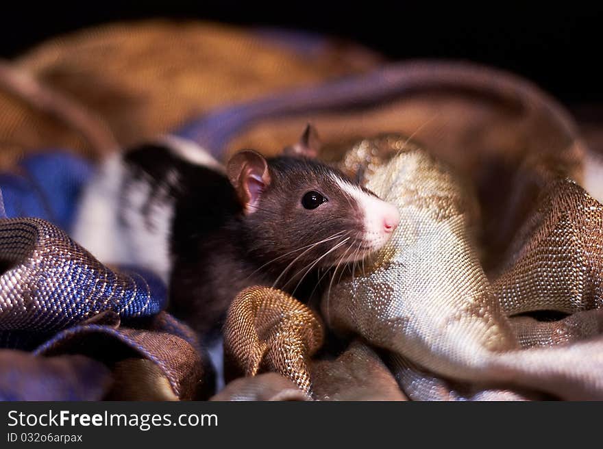 Cute black and white rat in a scarf