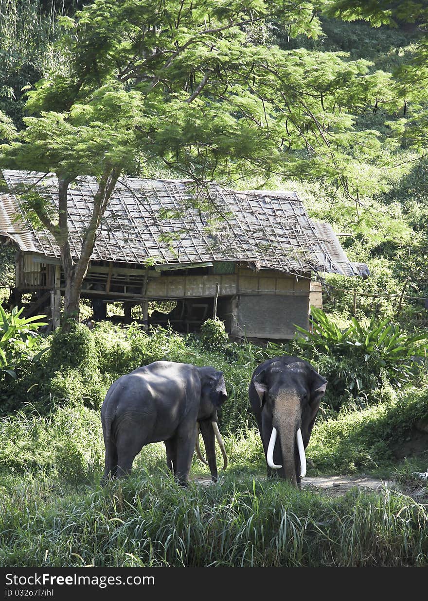 Elephants in nature