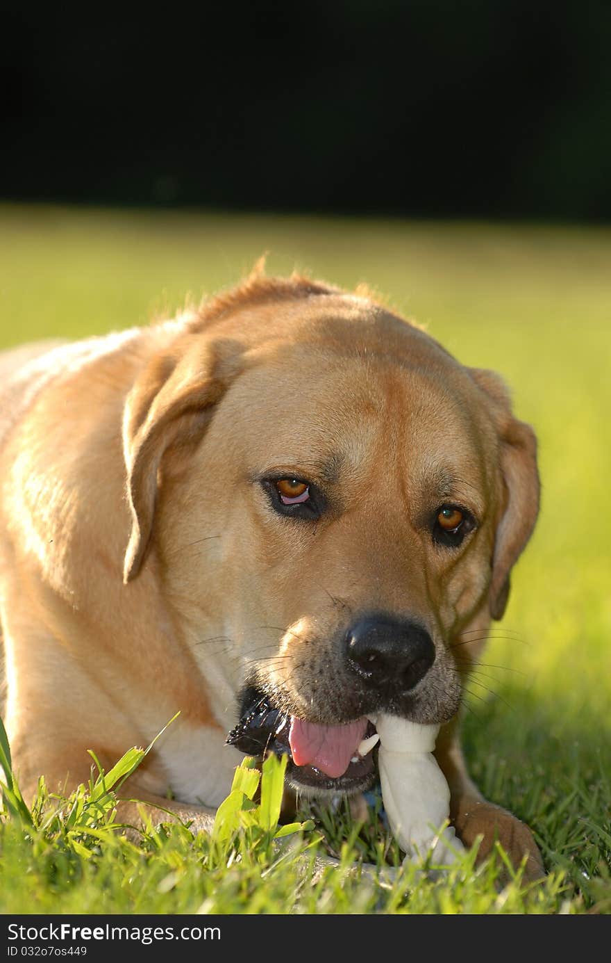 An adorable large dog enjoying his chewy bone on a late afternoon day. An adorable large dog enjoying his chewy bone on a late afternoon day.