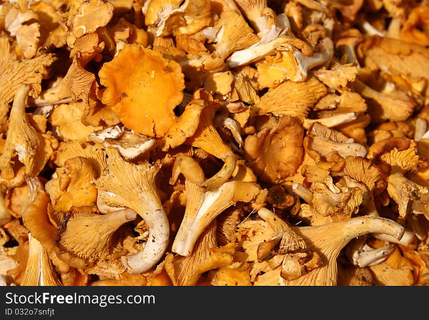 Basket of chanterelles in autumn