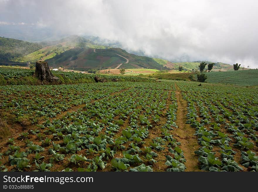 Cabbage Plot