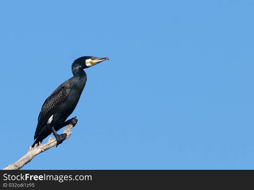 Great Cormorant