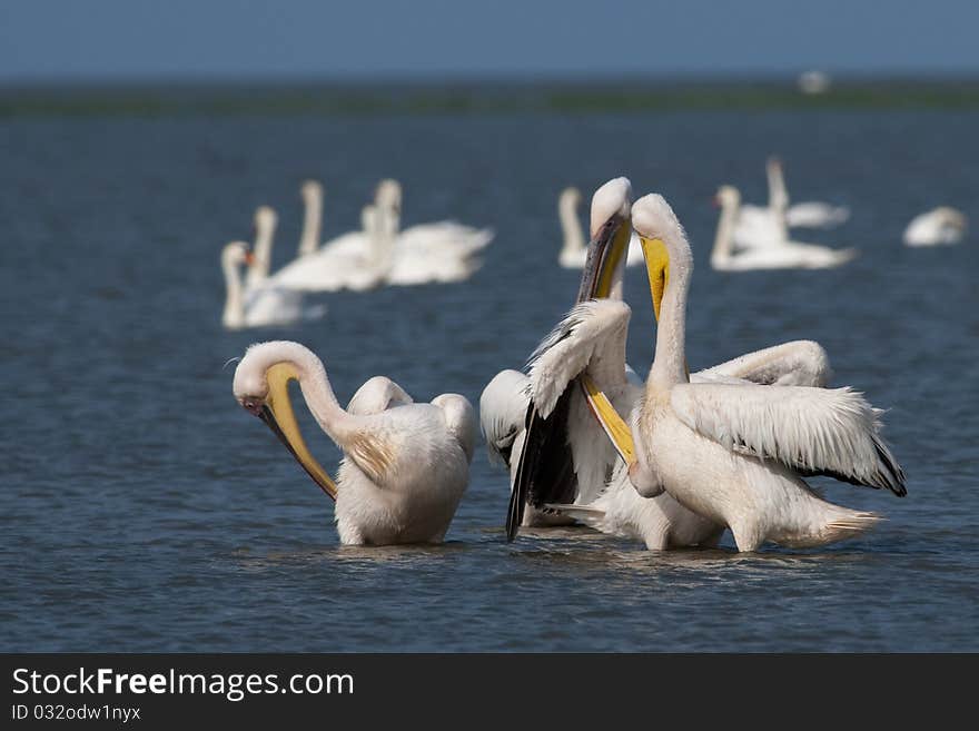 White Pelicans Flock Preening