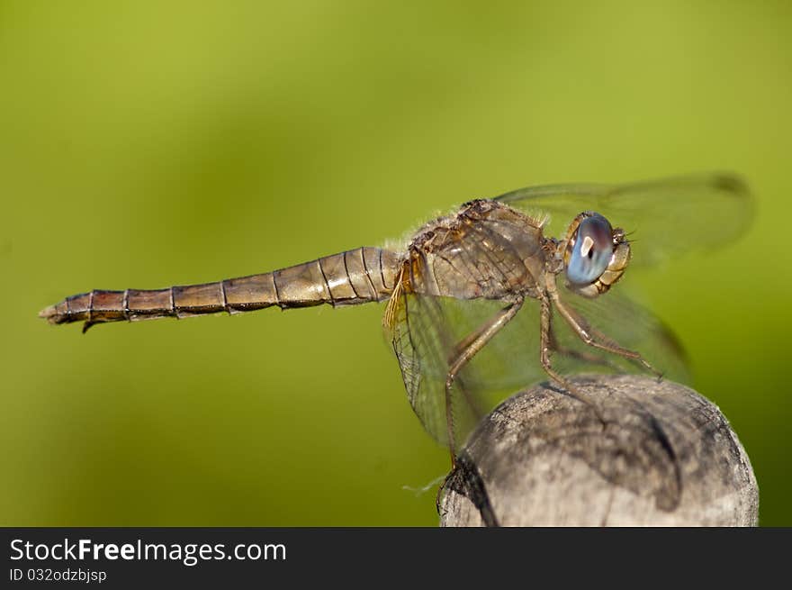 Scarlet Dragonfly, female