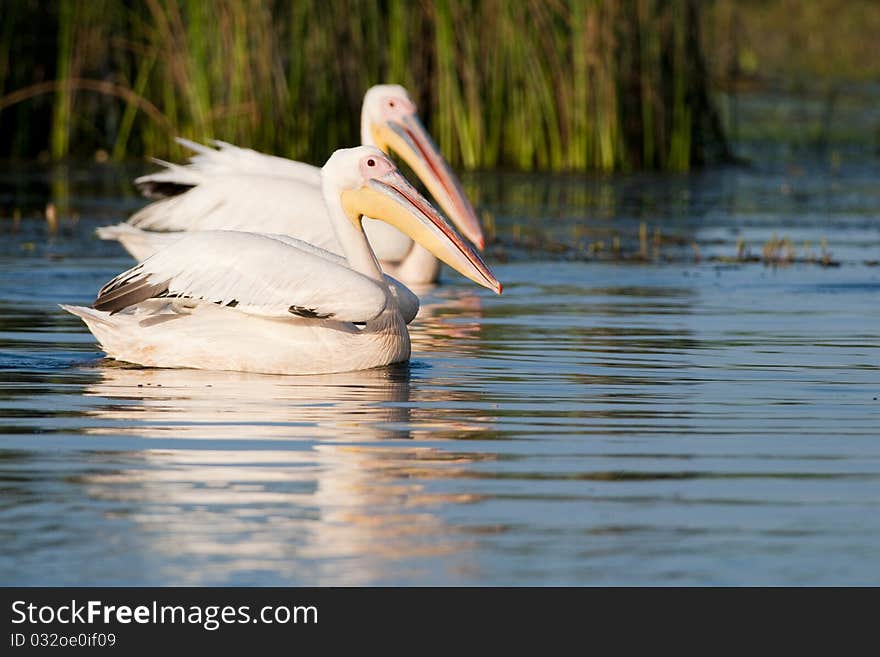 White Pelicans Pair