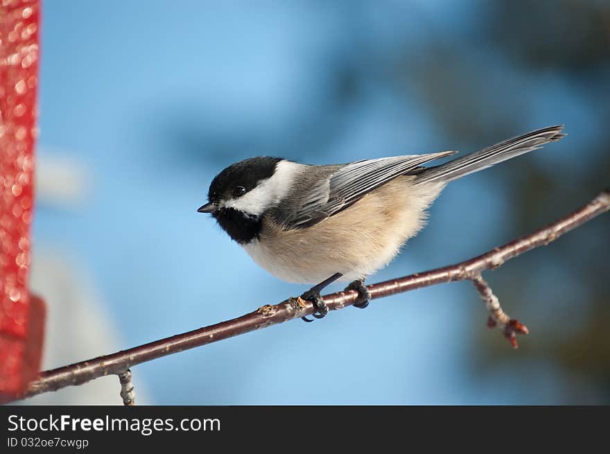 A Black-capped Chickadee (Poecile atricapillus) perches on a branch with blue sky in the background. A Black-capped Chickadee (Poecile atricapillus) perches on a branch with blue sky in the background.