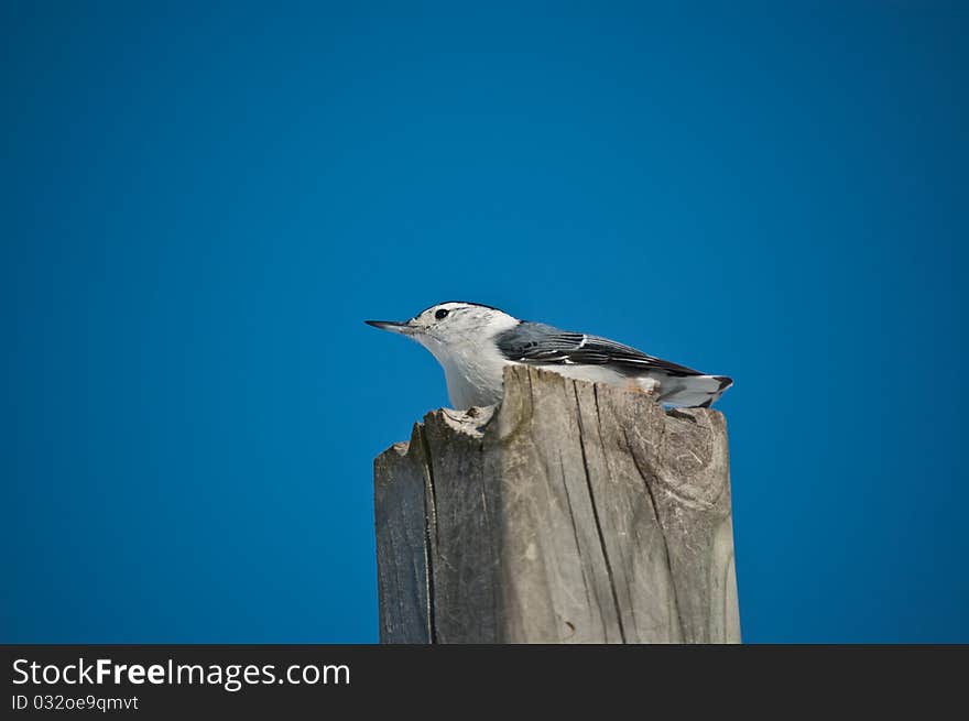 A White-breasted Nuthatch (Sitta carolinensis) stands on top of a wooden post with the blue sky in the background. A White-breasted Nuthatch (Sitta carolinensis) stands on top of a wooden post with the blue sky in the background.