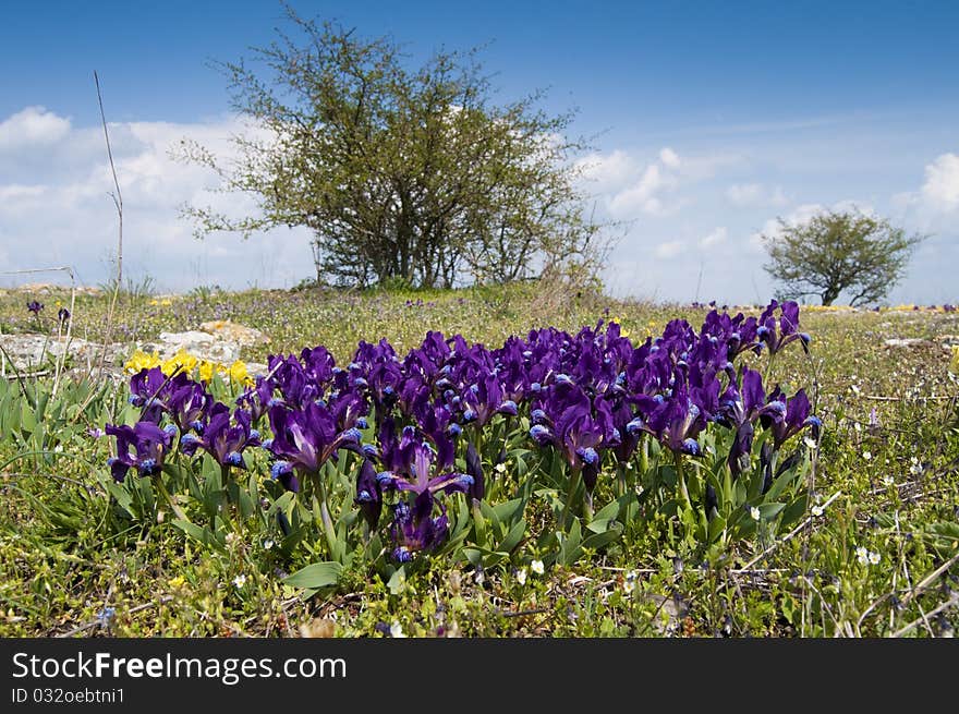 Dwarf Irises  on field in springtime