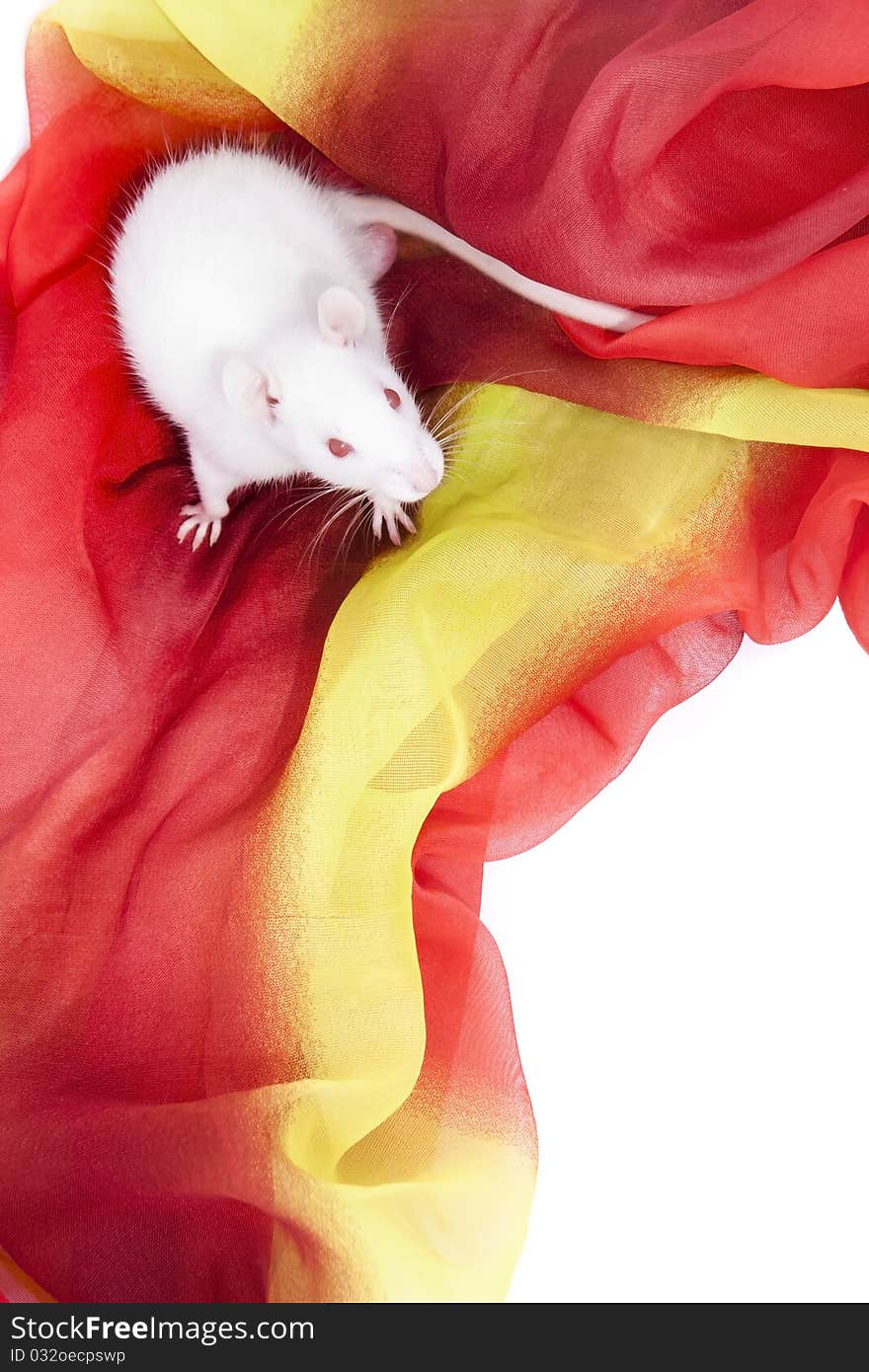 White rat sitting on red fabric. White rat sitting on red fabric