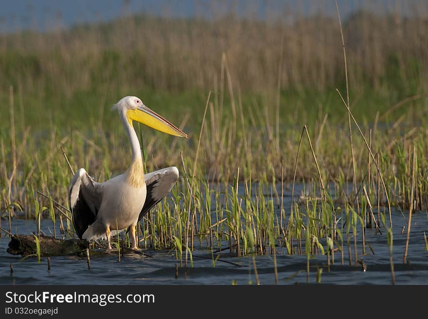 White Pelican resting