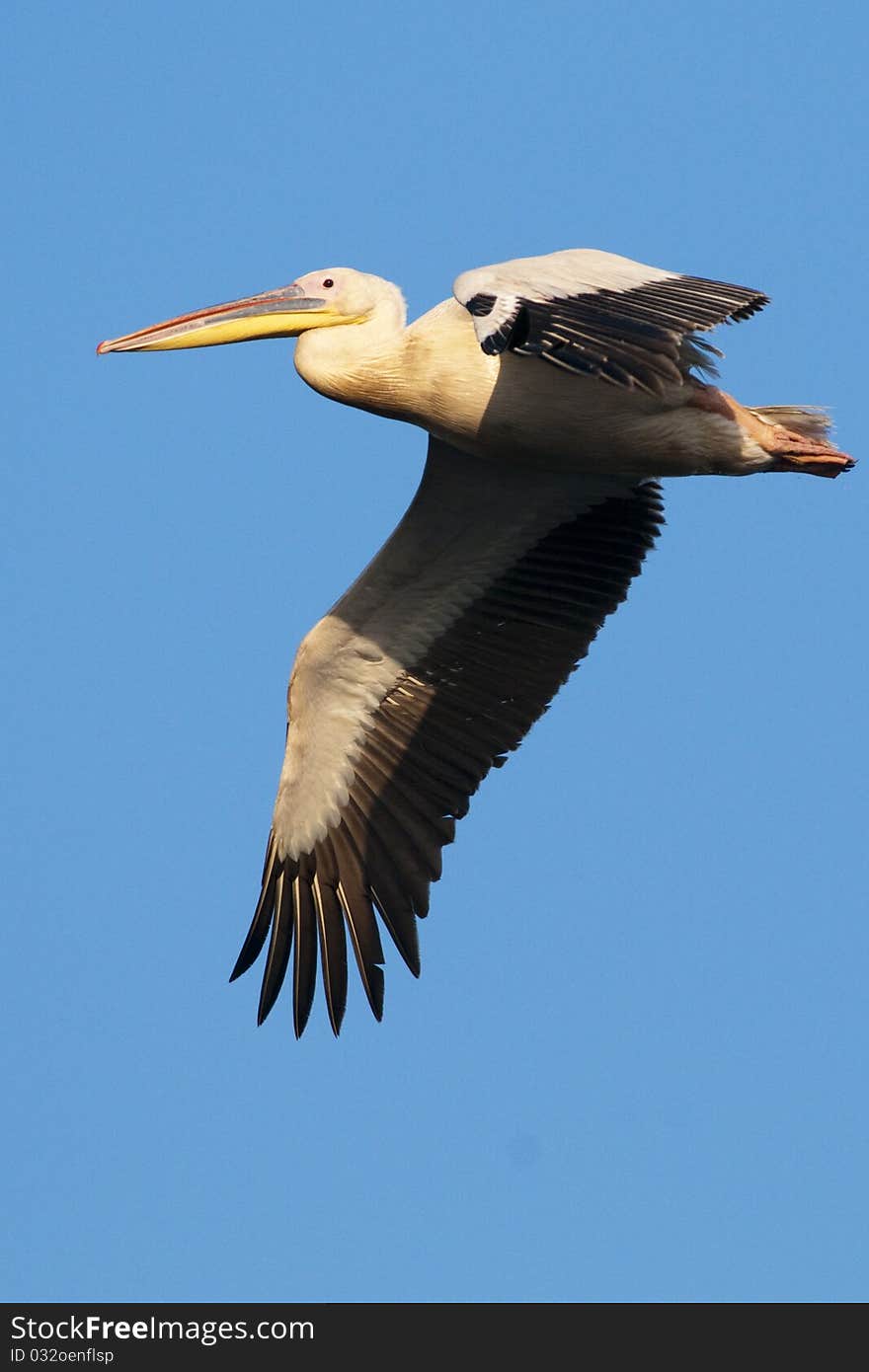 White Pelican in Flight