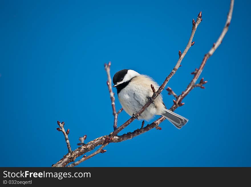 A Black-capped Chickadee (Poecile atricapillus) perches on a branch with blue sky in the background. A Black-capped Chickadee (Poecile atricapillus) perches on a branch with blue sky in the background.