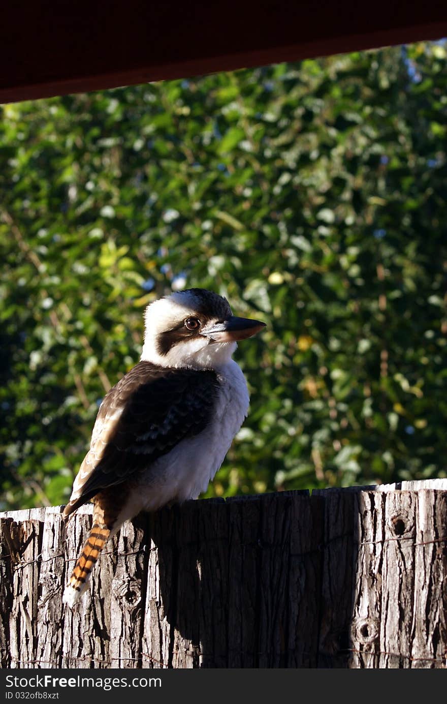 Kookaburra sit on the fence in an early morning sun shine