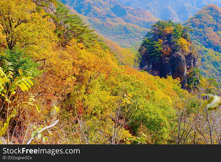 Bright multicolored autumn trees in the wild