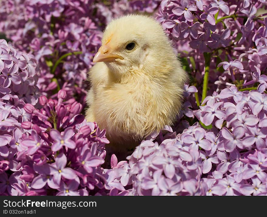 Chick sitting in lilac flowers